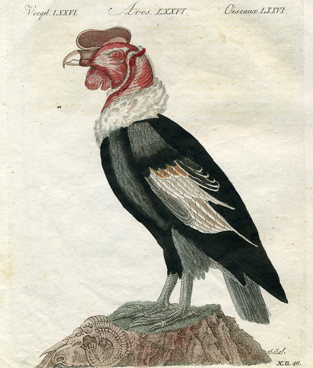 Johann F. Bertuchh - Condor, Kupferstich