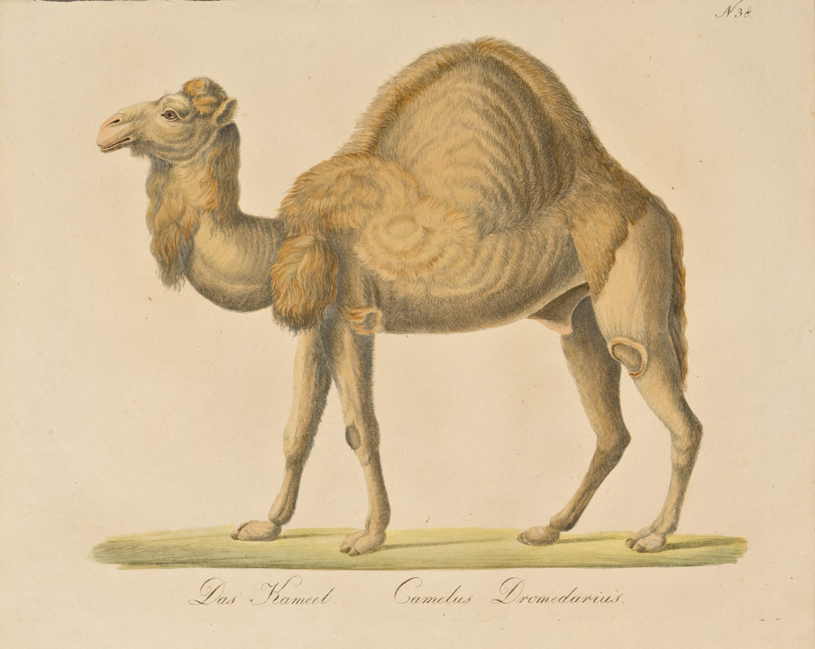 Carl Joseph Brodtmann - Camelus dromedarius
