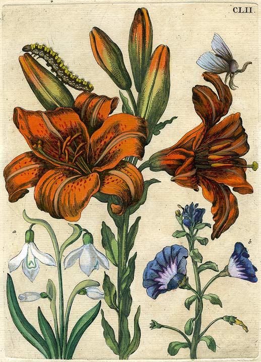 Merian Blumenbuch Lilie