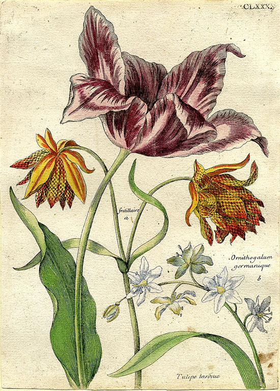 Maria Sibylla Merian Blumenbuch