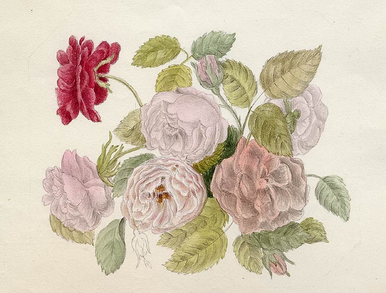 Rosenstrauss von Anna Louisa Lavater, Aquarell
