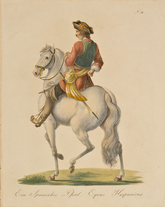 Carl Joseph Brodtmann - spanisches Pferd