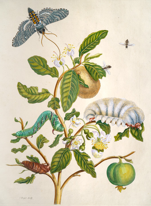 Merian Guave Kupferstich